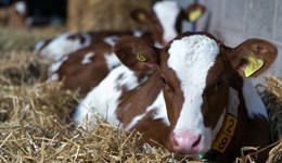 Understanding pneumonia and lung scanning 